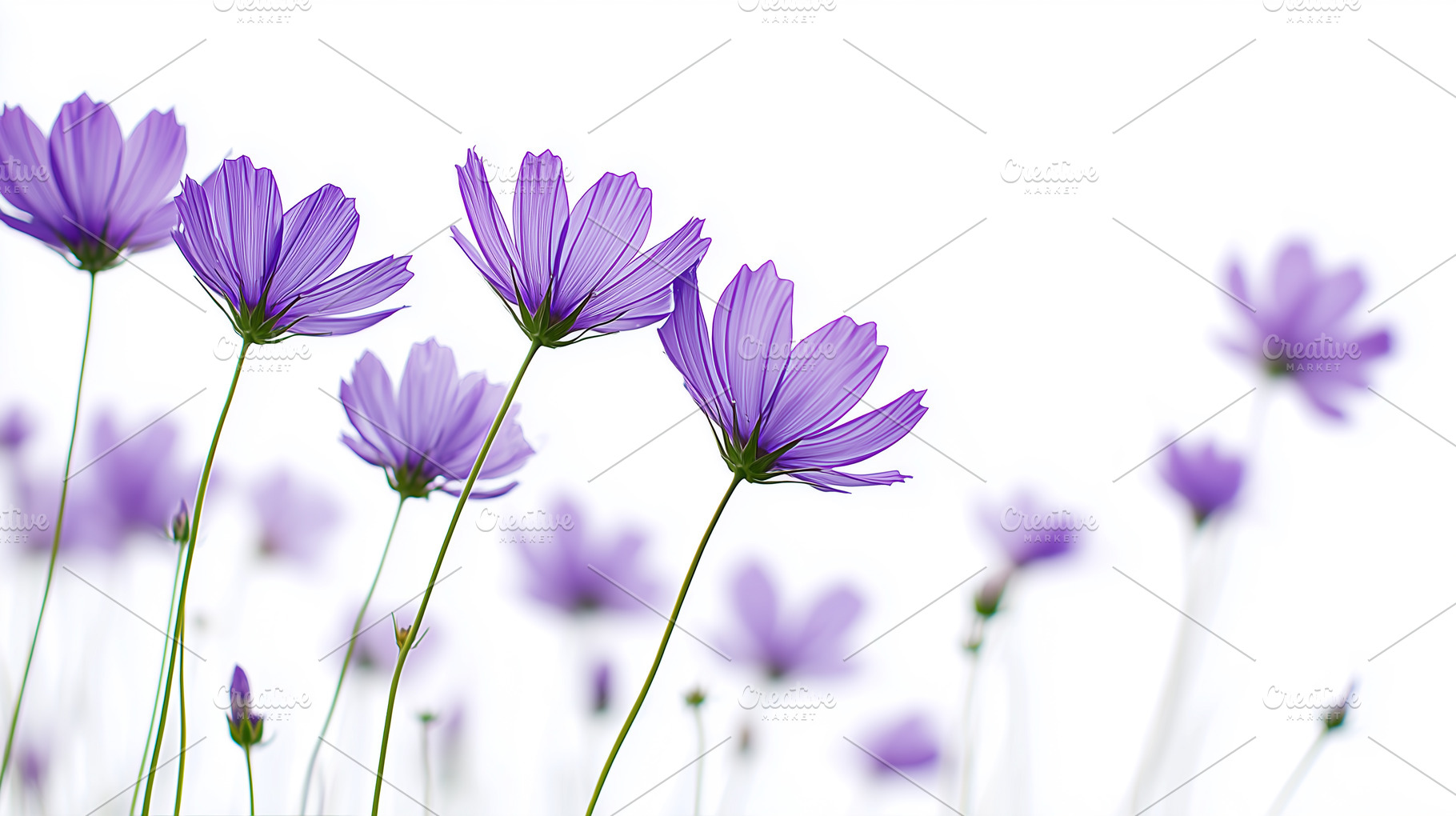 Delicate purple cosmos flowers bloom, a Nature Photo by MistyDay