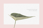Santario | a serif font, a Serif Font by white supply (Thumbnail 3 of 3)