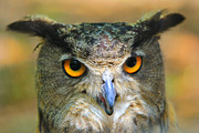 Great Horned Owl - Eye Power, an Animal Photo by Wildlife Wonder (Thumbnail 1 of 2)