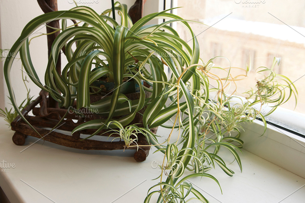 Chlorophytum spider plant featuring chlorophytum, plant, and houseplant, a Nature Photo by Alexander62 (Photo 1 of 2)