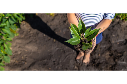 The child is planting a plant in the, a Nature Photo by yanadjana