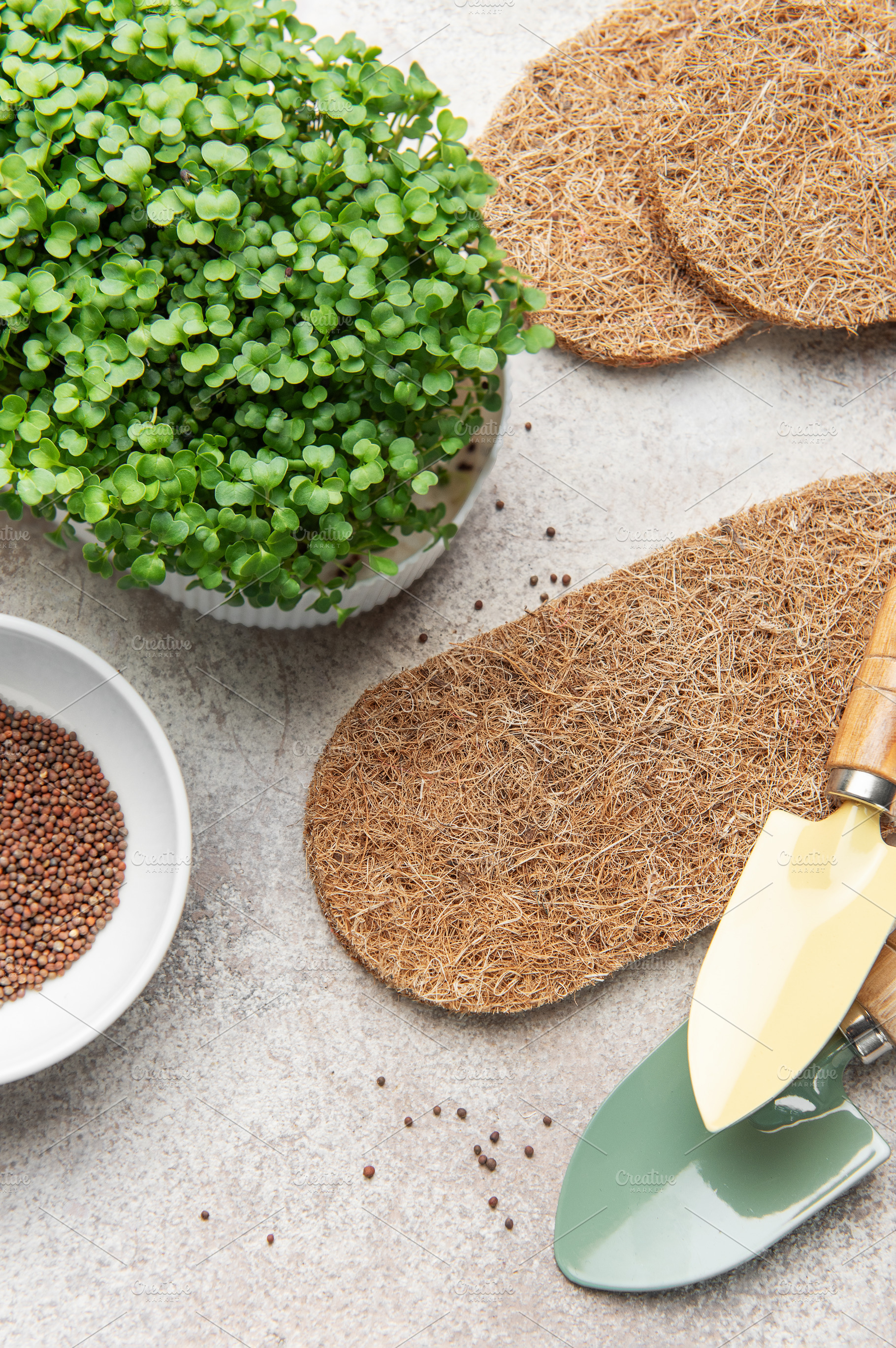 Starting microgreens garden using coco coir mats, a Food & Drink Photo by Olena Rudo
