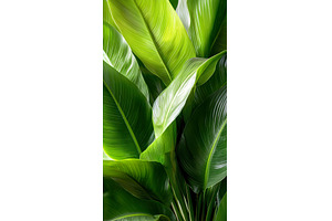 Vibrant green banana leaves with, a Nature Photo by Lermont51