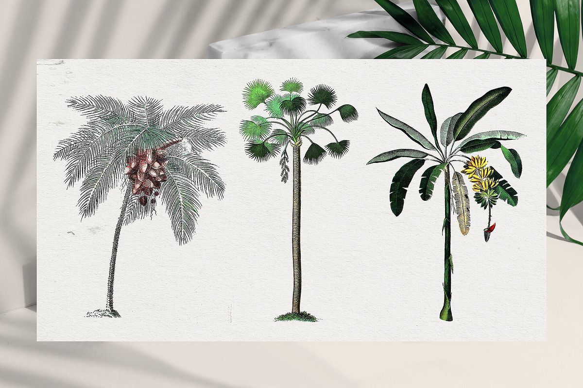 Vintage Jungle - Botany Tropical Set, an Object Graphic by Kaleriia (Photo 3 of 12)