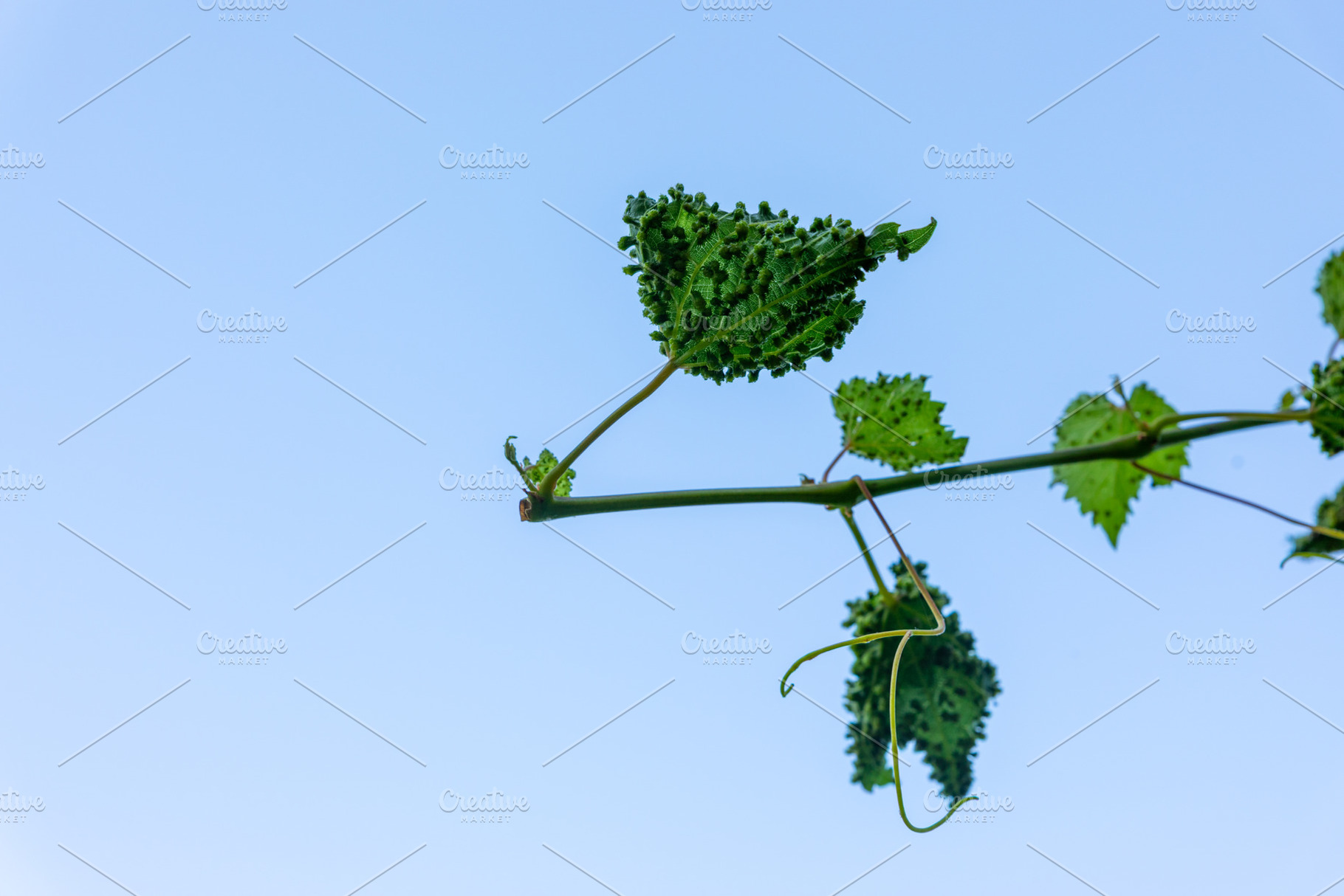 Grape Vine Leaf Against Blue Sky, a Nature Photo by Ales Munt