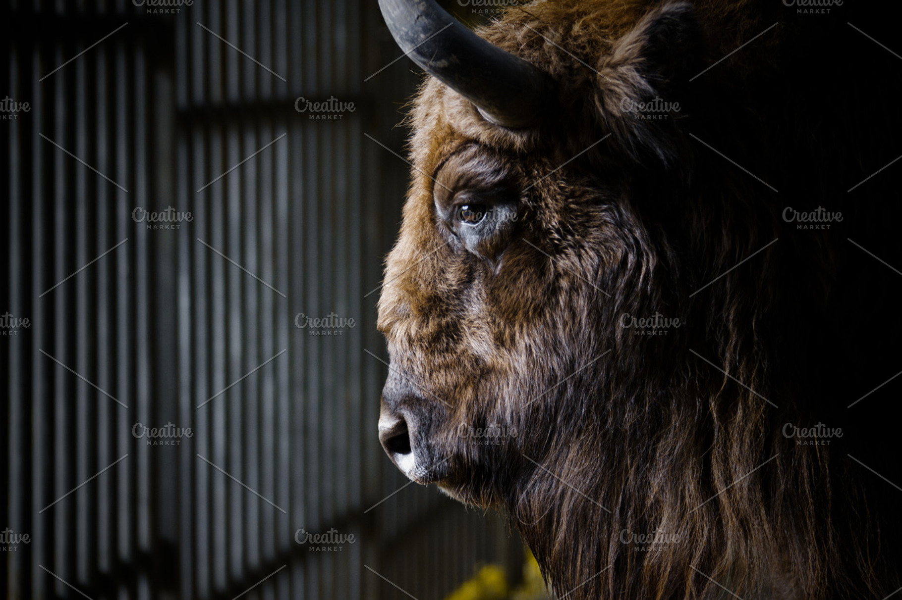 Portrait of a bison in profile., an Animal Photo by JS Shop