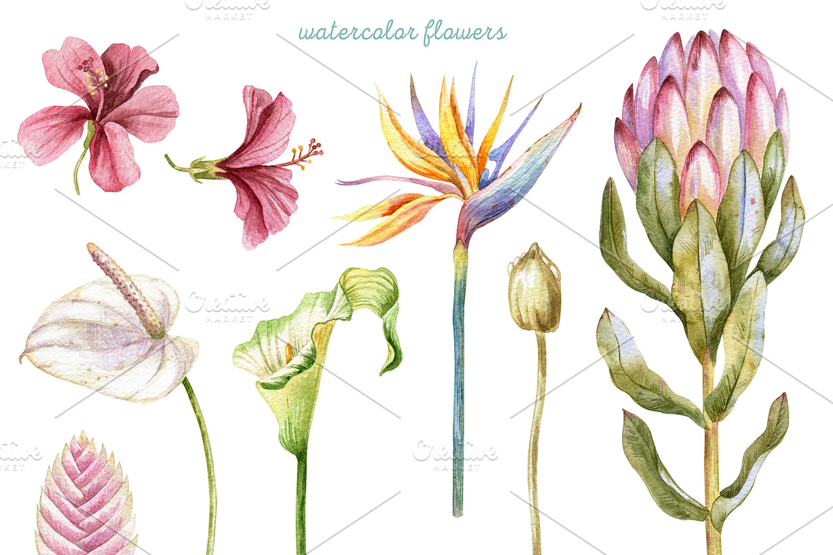 Watercolor Tropical Leaves & Flowers, an Illustration by babenkoirusa (Photo 3 of 17)