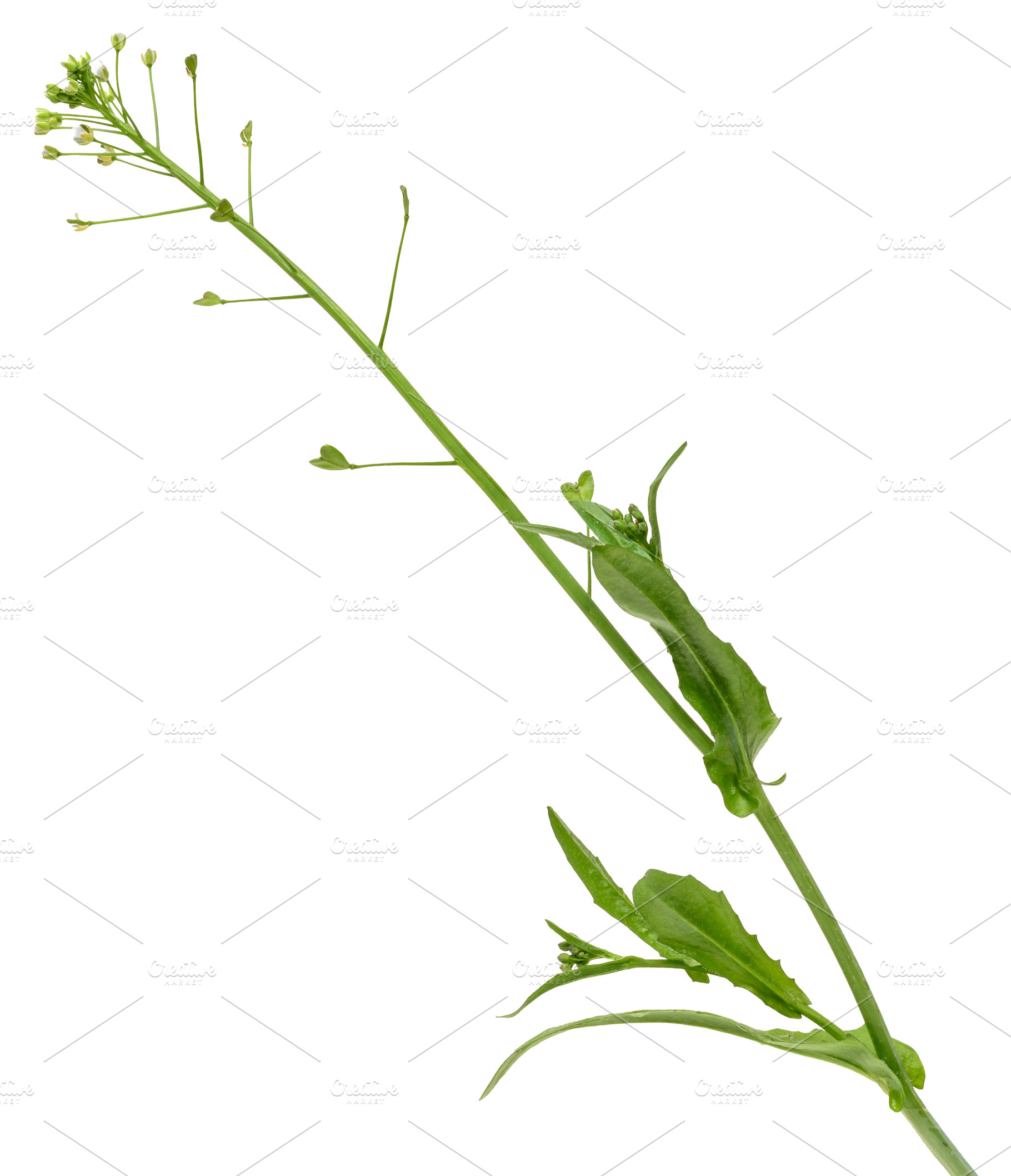 Stem of wild herbaceous plant shepherd's purse on isolated backg, a Nature Photo by ndanko