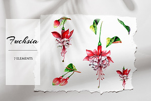 Watercolor Fuchsia flower