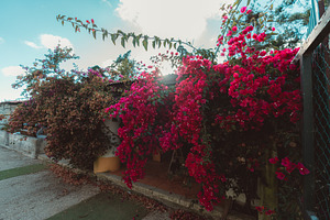 Vibrant Bougainvillea in Sunlight, a Nature Photo by SkyNext