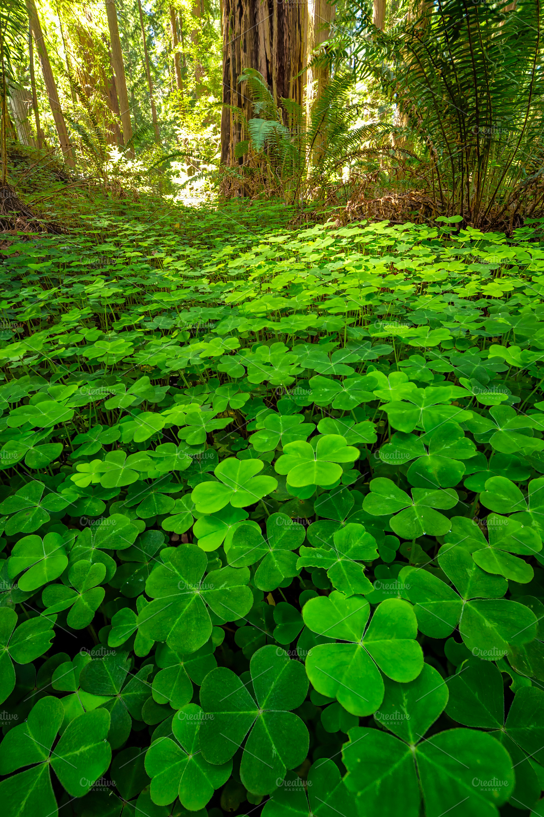 Redwood Sorrel, a Background Photo by Jeff Schwartz Photography