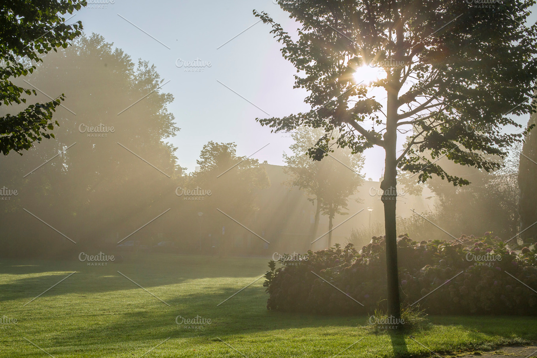 A Foggy Summer Morning