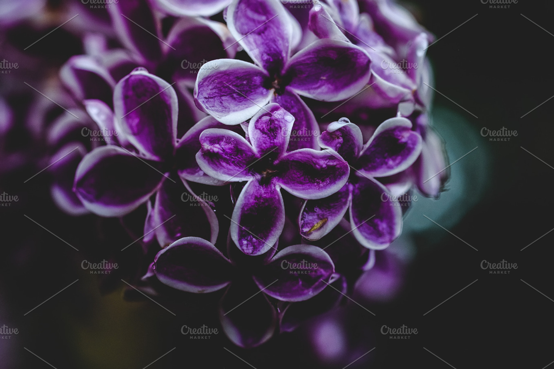 Lilacs..., a Nature Photo by vbahns