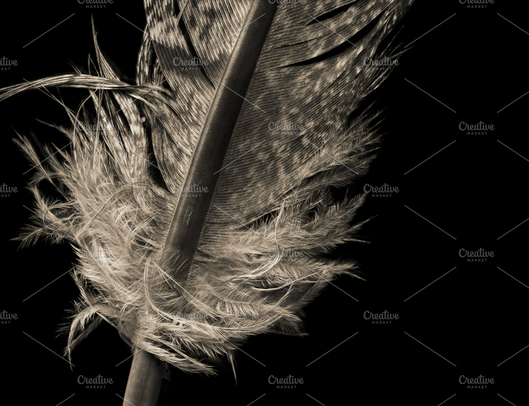 Feather Containing Feathers Feather And Pheasant