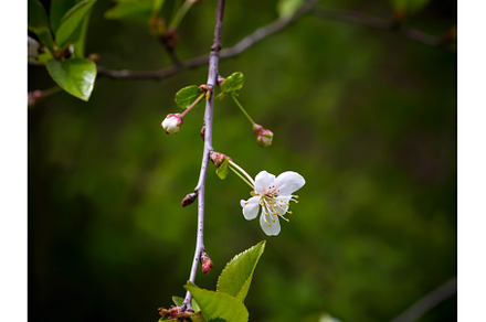 Blossoming pear tree. Summer, a Nature Photo by sabyna75