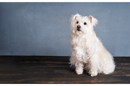Adorable playful white dog breed, an Animal Photo by Gladkov photography