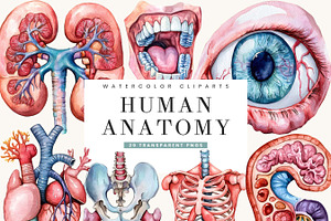 Watercolor Human Anatomy Clipart, a Person Illustration by BusyDaydesign