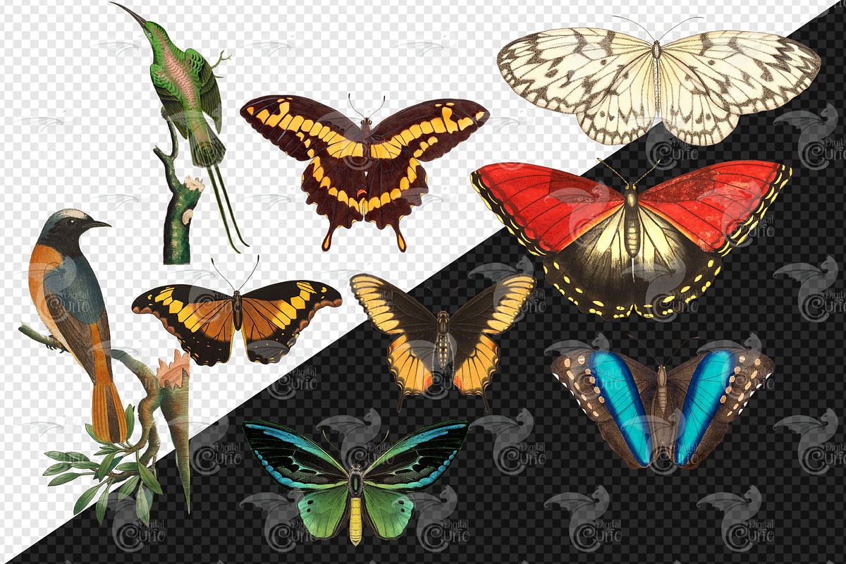 Vintage Naturalist Clipart, an Animal Illustration by Digital Curio (Photo 3 of 4)