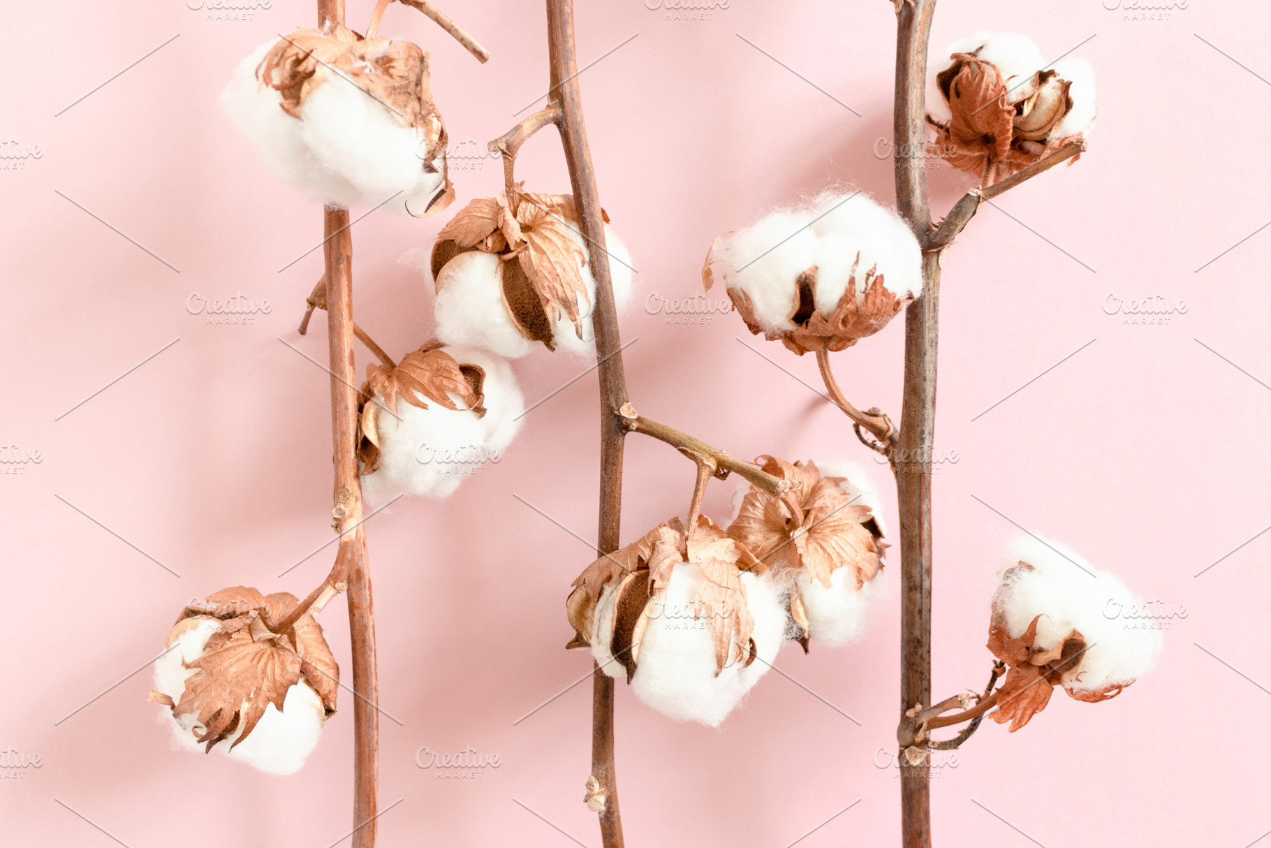 Cotton branches texture stock photo containing cotton and bouquet, a Nature Photo by rorygez fresh