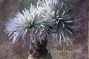 PhotoMelange December Textures preview 2