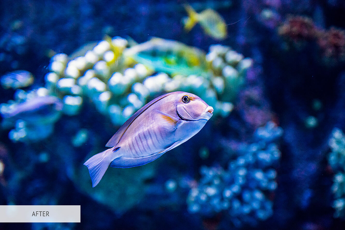 Underwater Photography Presets, a Plug-in Add-On by FixThePhoto (Photo 17 of 32)