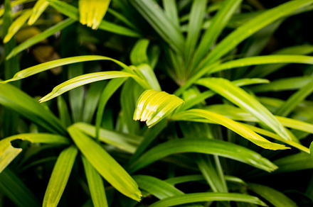 Green tropical leaves background
