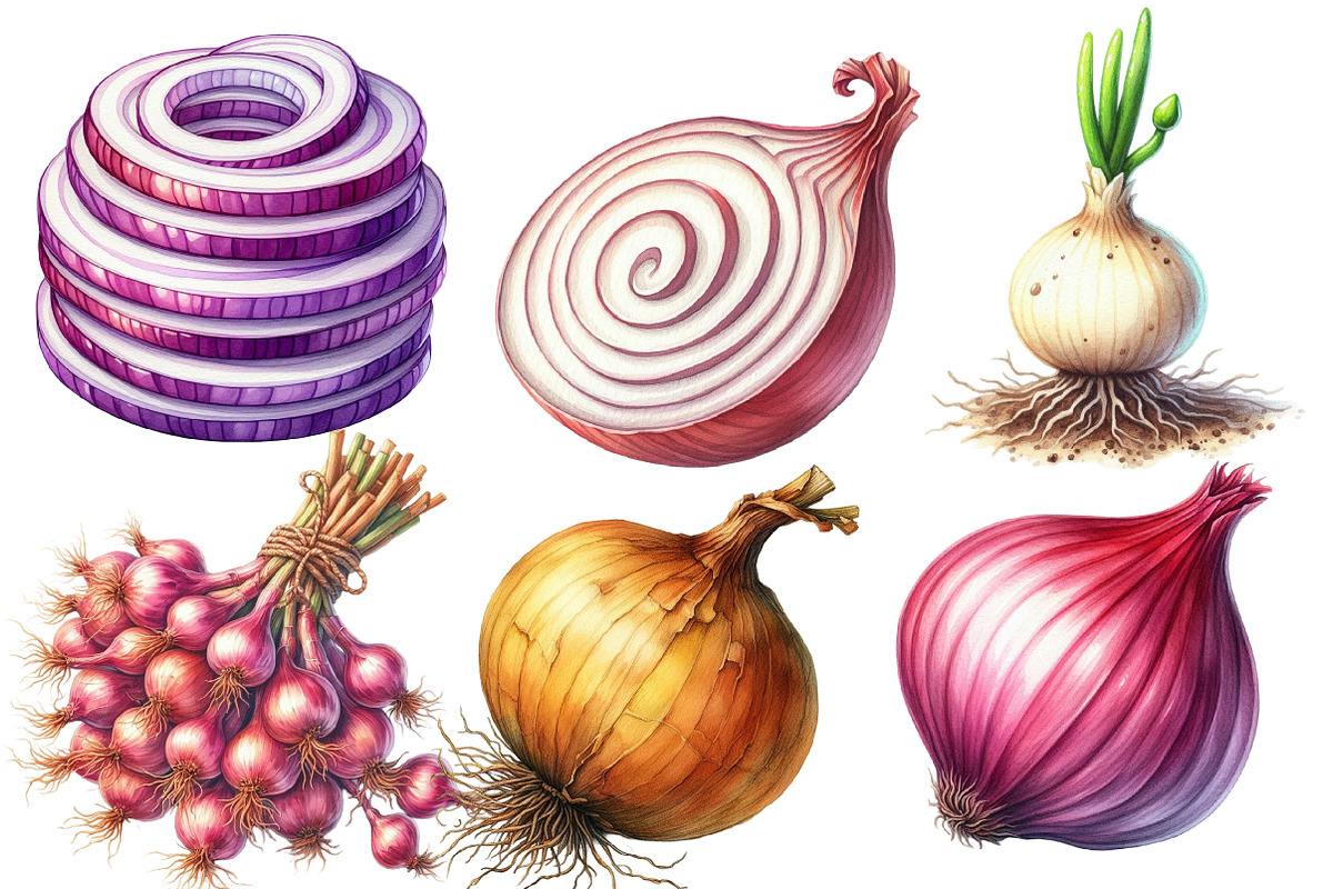 Watercolor Onion Clipart, an Illustration by Designworld (Photo 2 of 6)