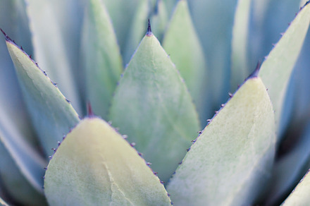 Succulent closeup