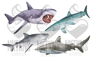 Watercolor Shark Clipart. Baby Shark