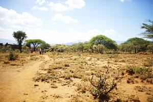 Desert Path and Trees