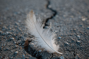 Tiny Feather on Cracked Pavement, a Background Photo by Virgo Studio