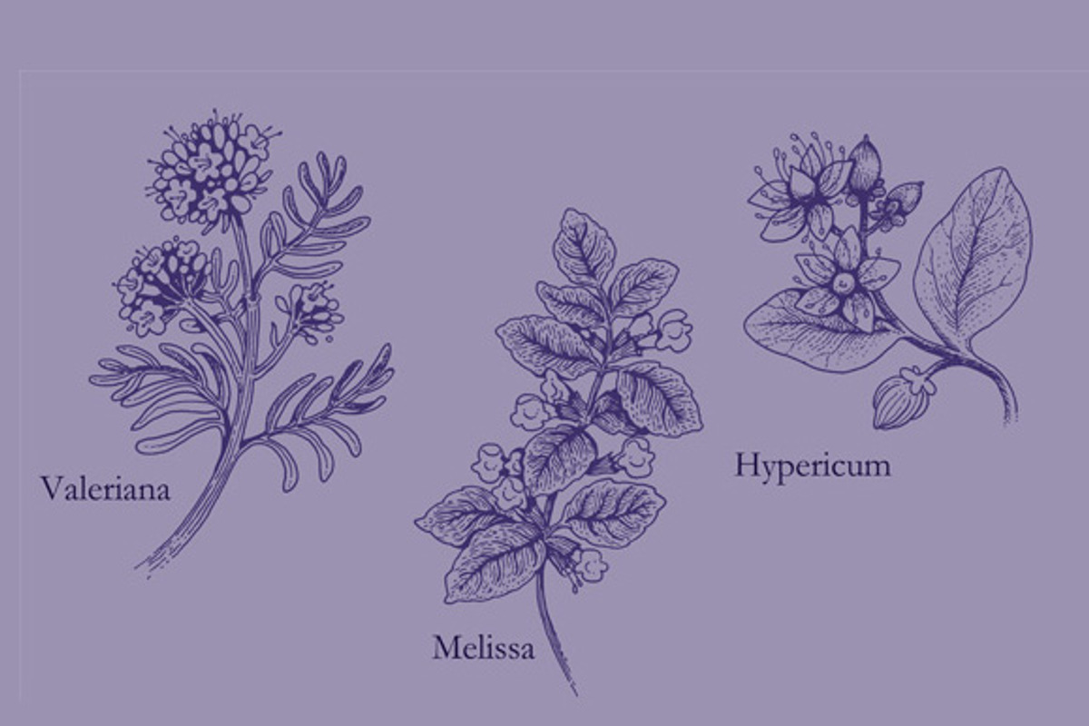 8 hand drawn flowers and herbs preview 2