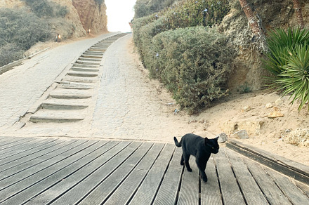 Black cat walking on wooden path near sandy cliffs and greenery