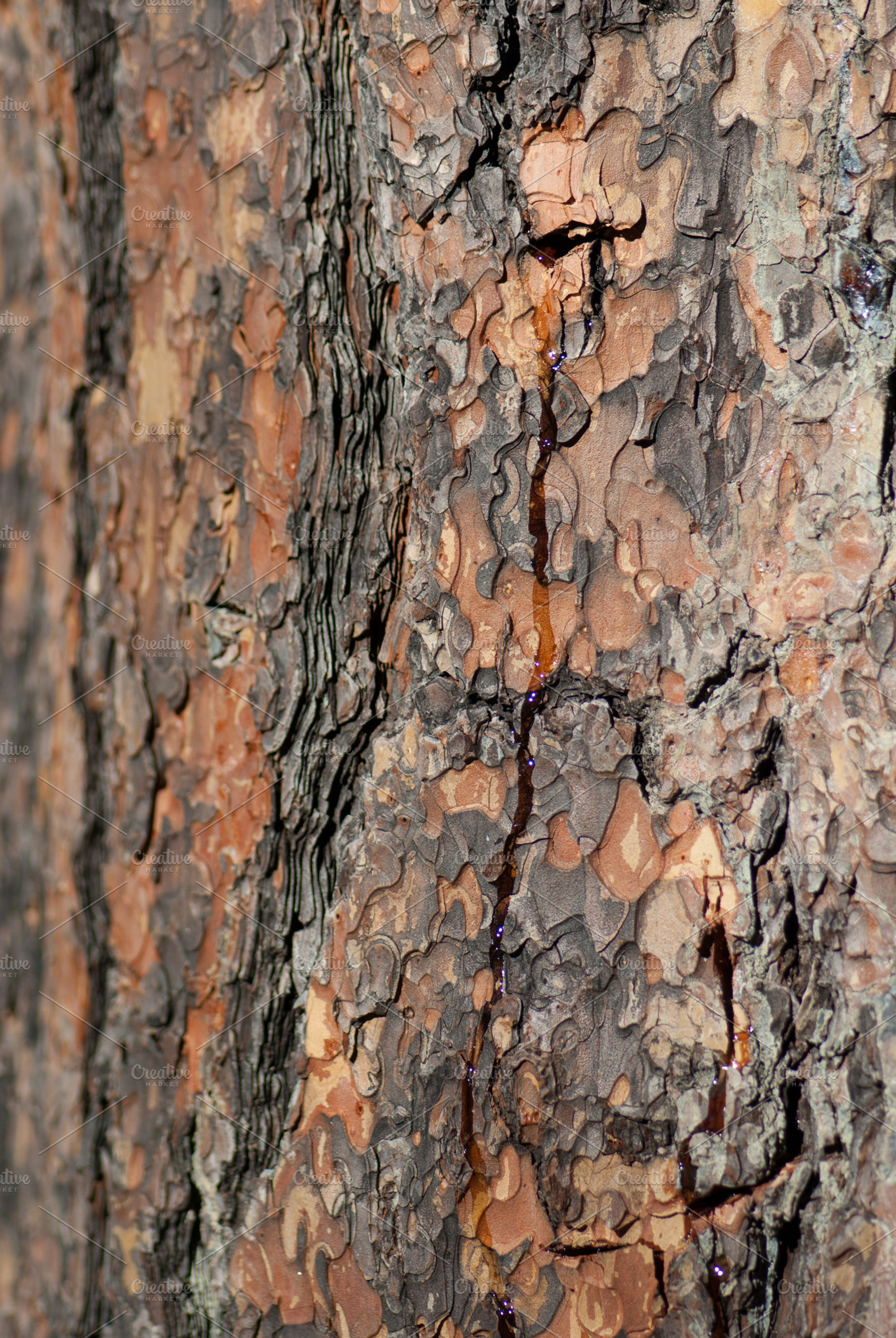 Tree Bark Patterns, a Nature Photo by Jacq Design