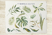 Soft Tropics Watercolor Cliparts, a Decorative Illustration by Cat In Colour (Thumbnail 2 of 5)