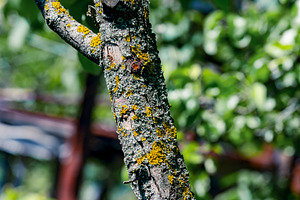 Close-up of a tree trunk covered in yellow lichen, set against a natural blurre, a Nature Photo by Ales Munt