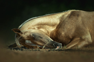 golden sleeping akhal-teke horse