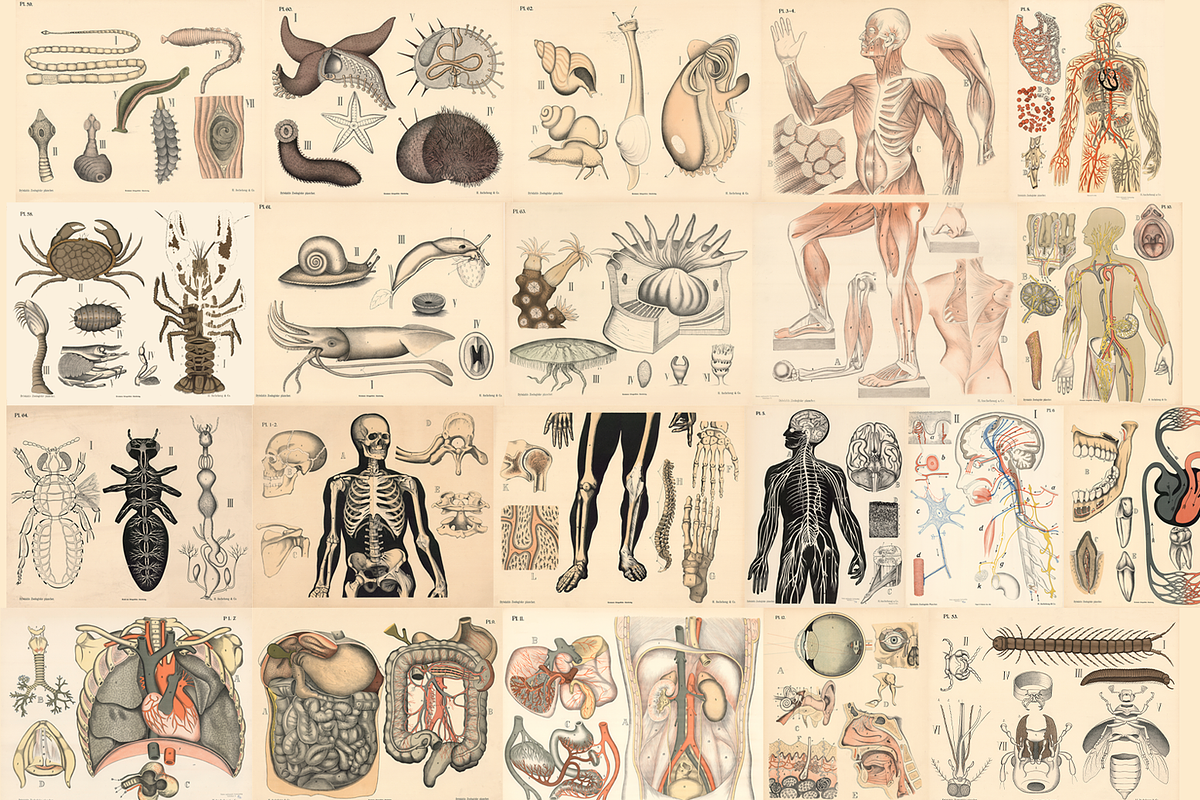 Dybdahl's Zoological Charts, an Animal Illustration by Digital Museum (Photo 1 of 9)