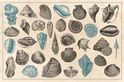 154 Vintage Sea Illustrations, an Animal Illustration by Brigantine Designs (Thumbnail 10 of 10)
