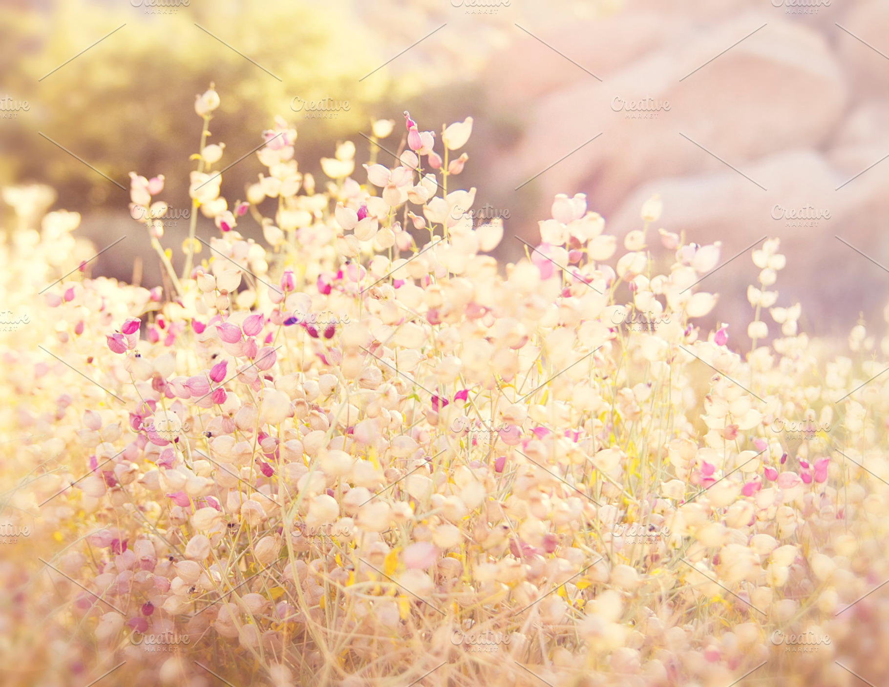 Fields of Gold and Pink, a Nature Photo by Lavender Skye Studio