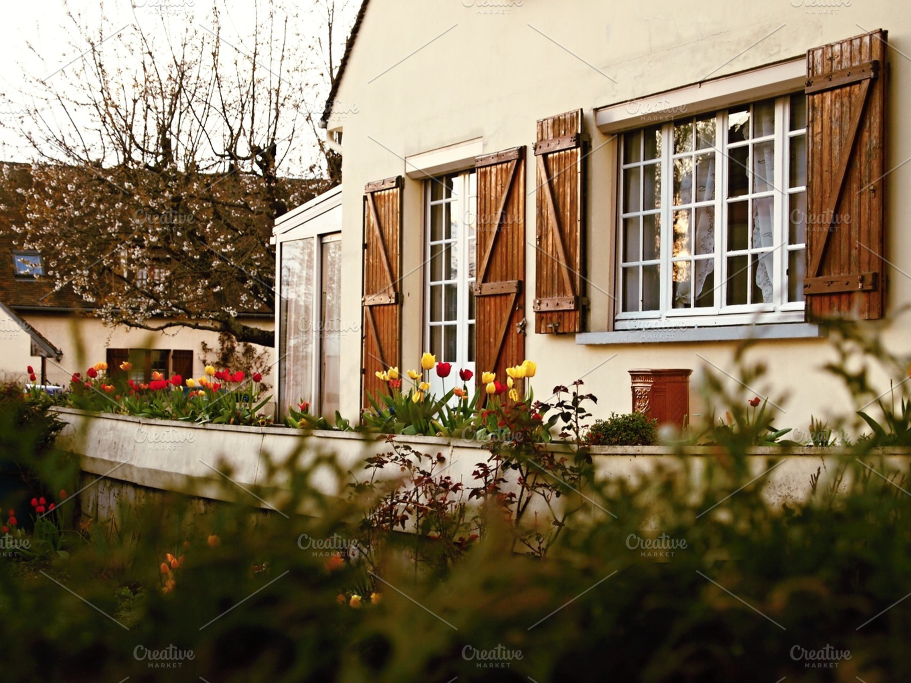 Tulips In Front Of House