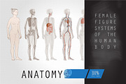 Systems Human Body Anatomy Female, a Healthcare Illustration by Alltruecolours (Thumbnail 1 of 2)