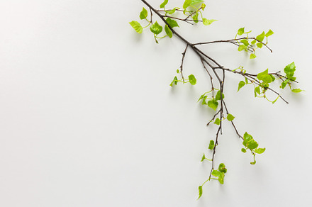 Birch branch with young green leaves, a Nature Photo by Pandateam