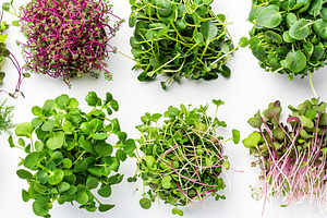 Different fresh microgreens on white background, a Food & Drink Photo by AlyaAnd