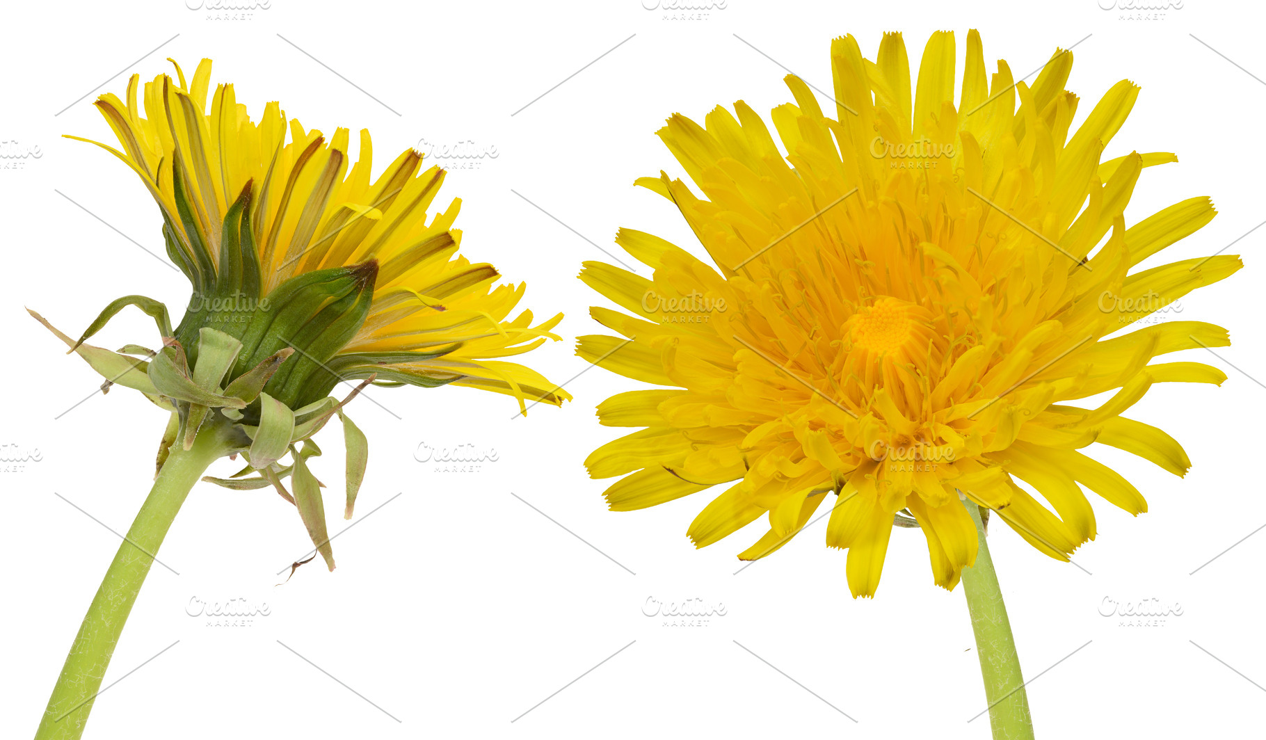 Bright yellow dandelion flower against an isolated background, w, a Nature Photo by ndanko