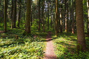 Spring mountain forest path view (Carpathians, Ukraine.)