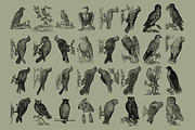Birds of the World Illustrations, an Animal Illustration by Nomad Visuals (Thumbnail 11 of 12)
