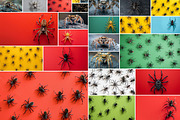 143 Spiders, an Animal Photo by Handmadefont (Thumbnail 3 of 16)