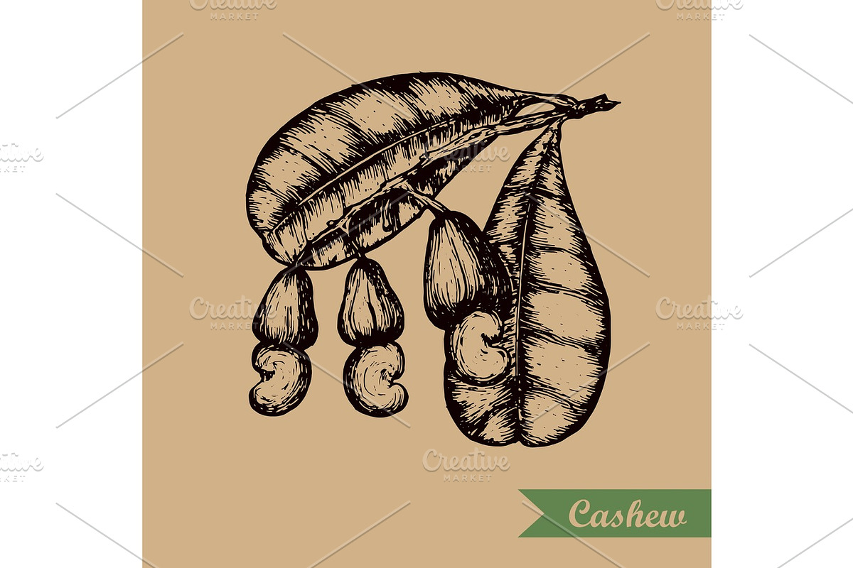 Cashew branch with leaves and nuts. Engraving style illustration. Template for your design. Vector illustration., a Food Illustration by SHom
