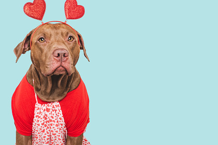 Cute brown puppy and red heart. Beautiful greeting card